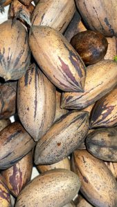 Pile of un-shelled raw pecans