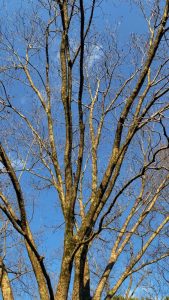 Pecan tree with nuts